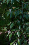 Amur honeysuckle